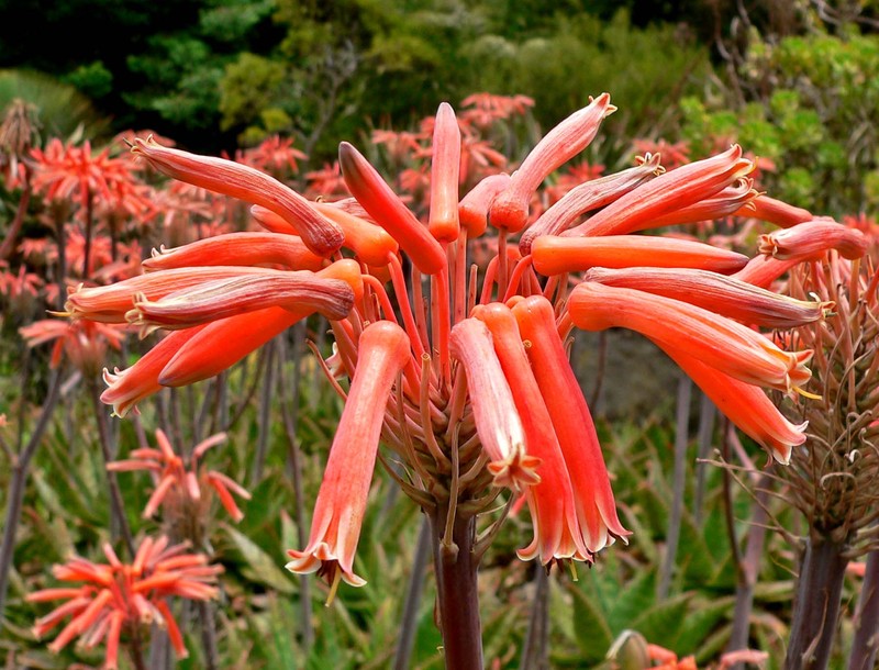 Aloe maculata photo 2