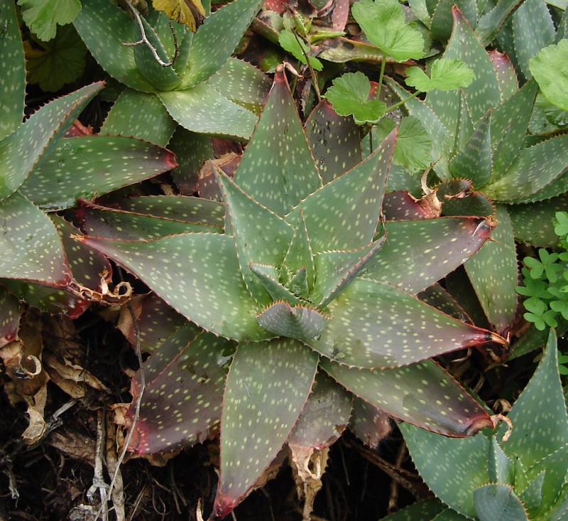 Aloe maculata photo 3