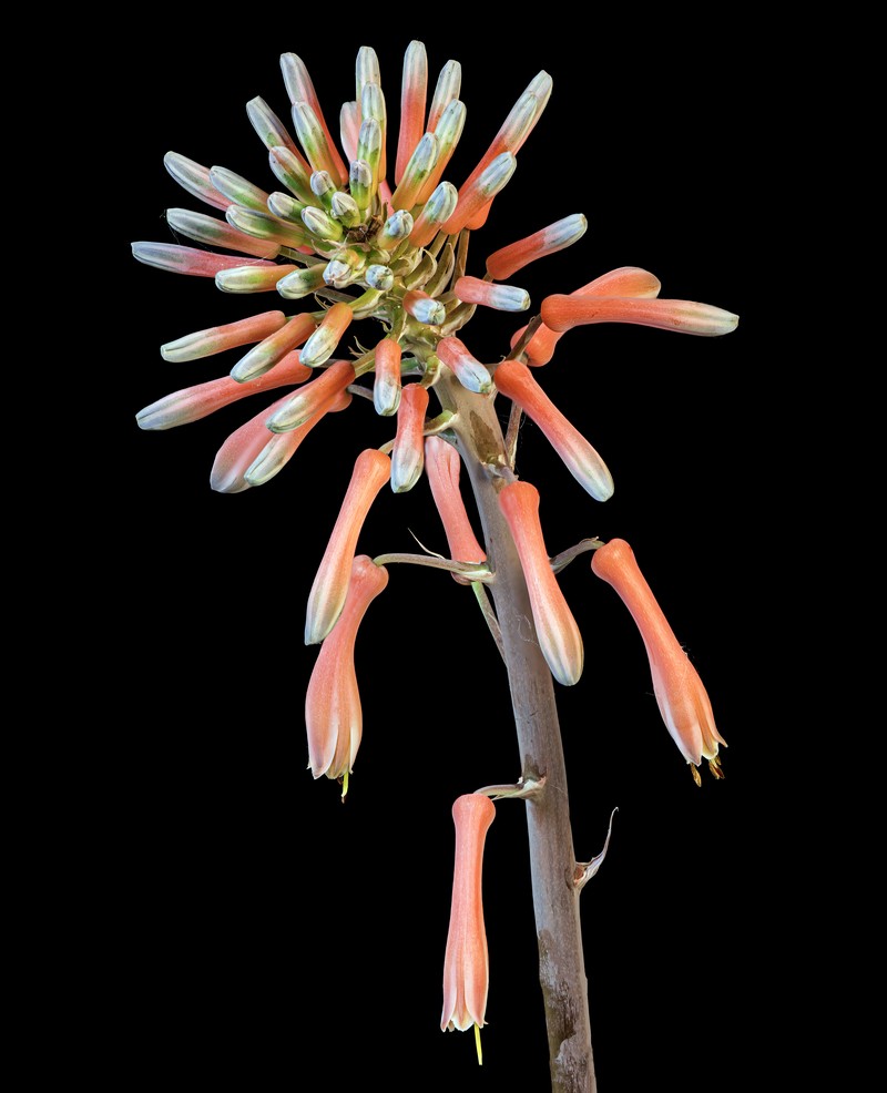 Aloe maculata photo 4