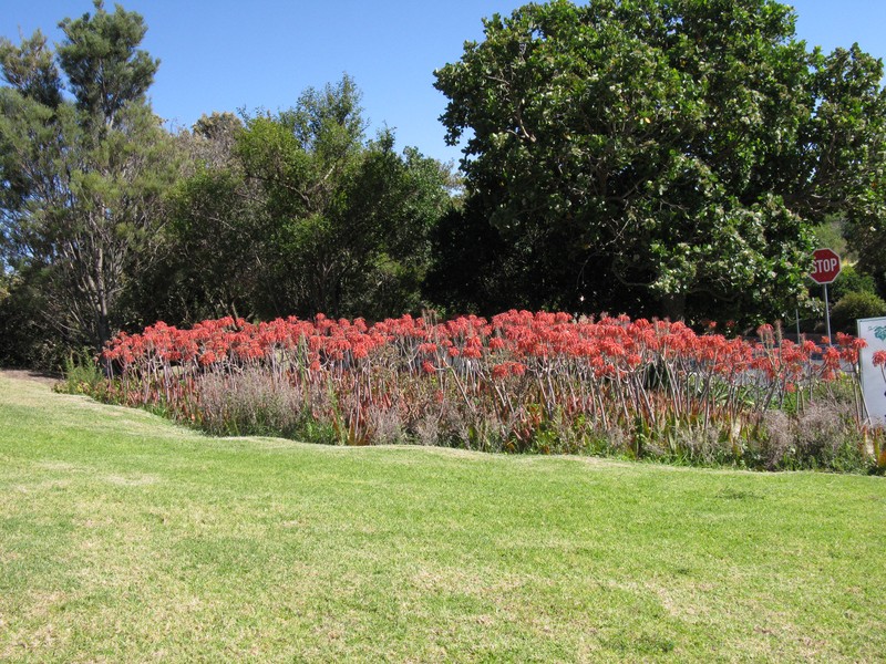 Aloe maculata photo 5