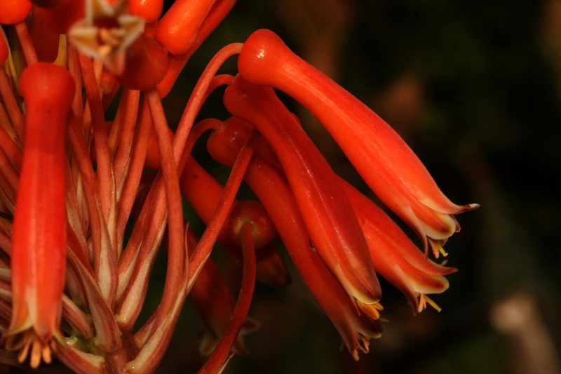 Aloe maculata photo 6