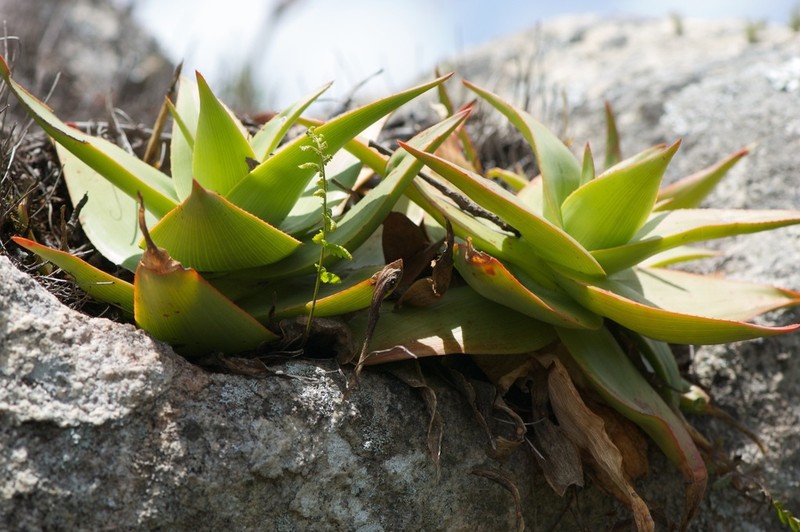 Aloe manandonae photo 2