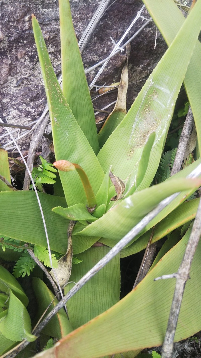 Aloe manandonae photo 4