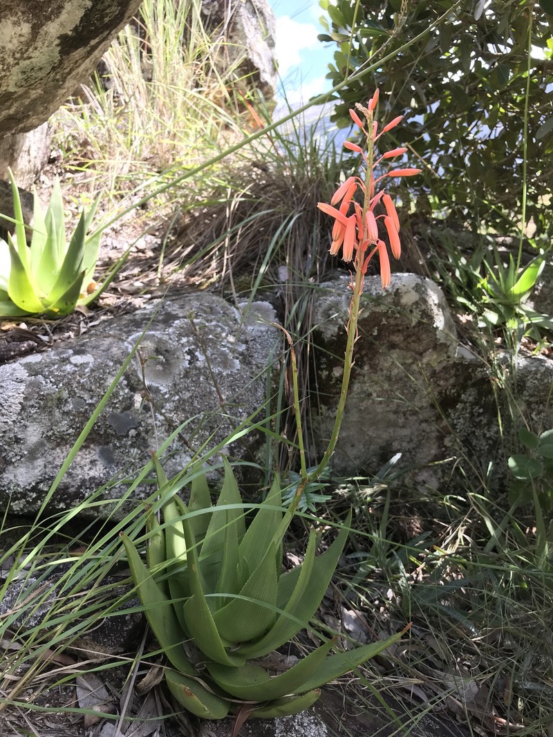 Aloe manandonae photo 5