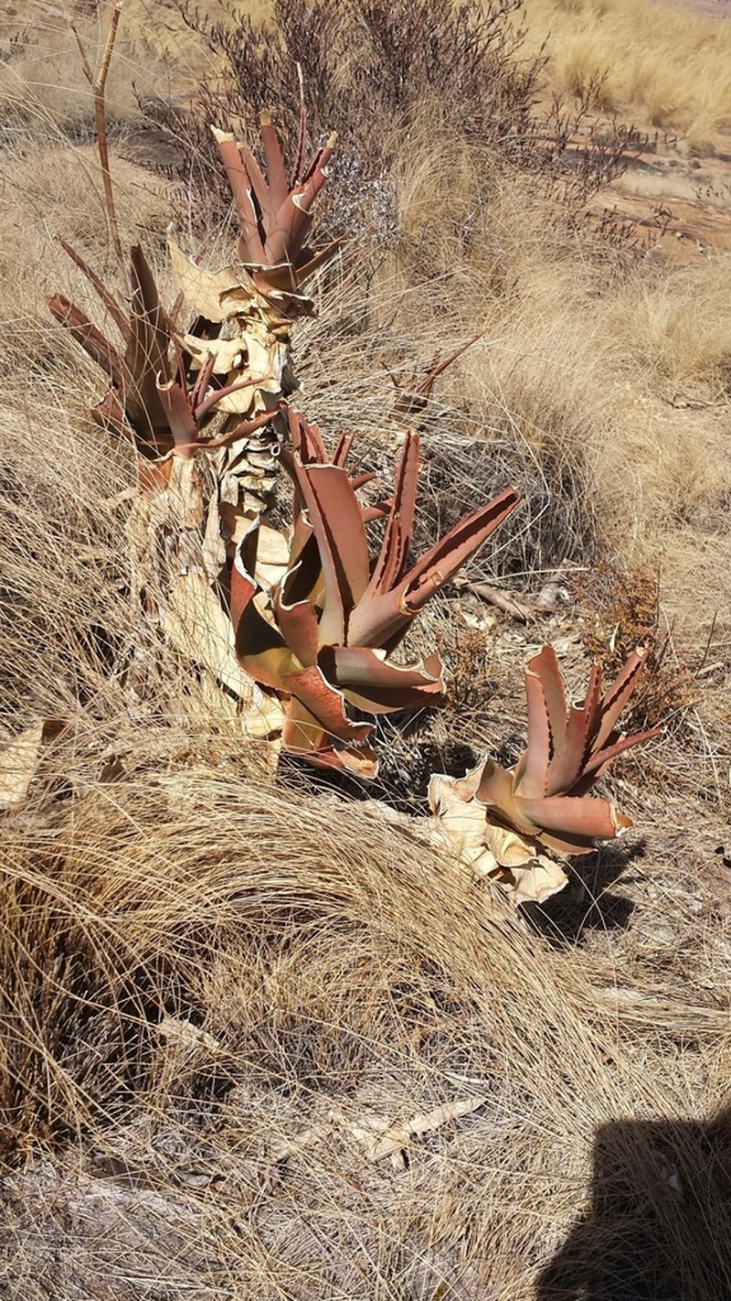 Aloe mandotoensis
