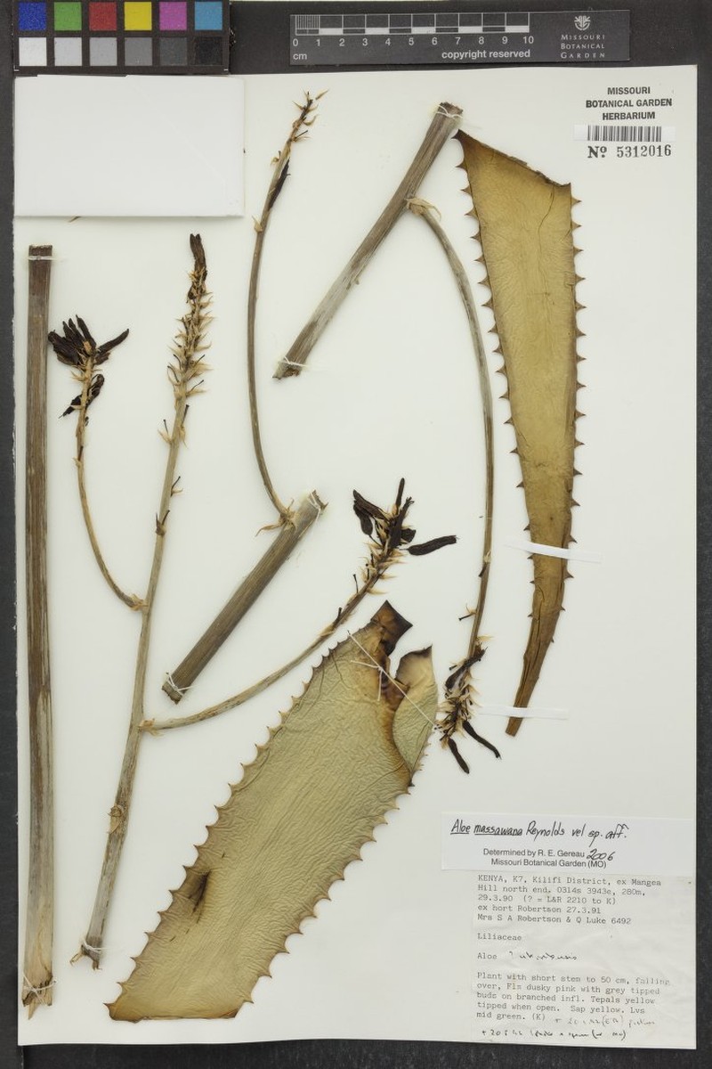 Aloe mangeaensis