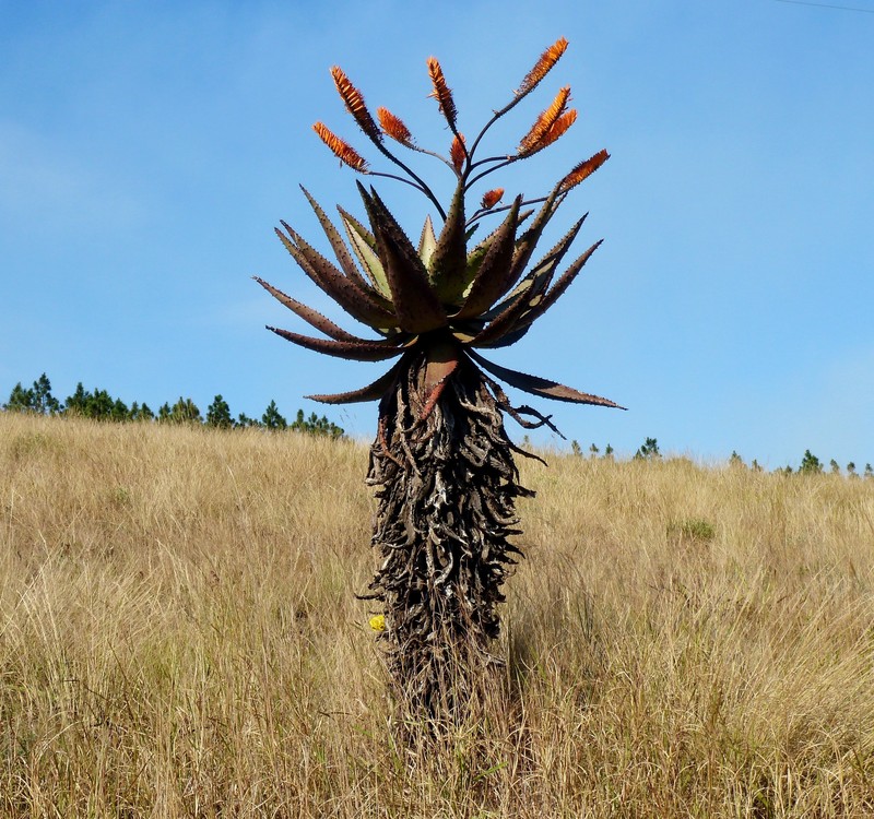 Aloe marlothii