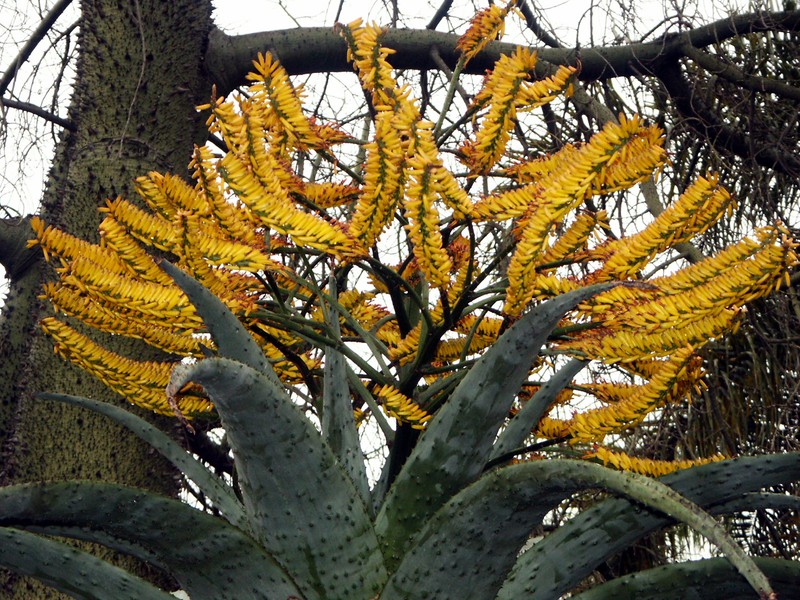 Aloe marlothii photo 2