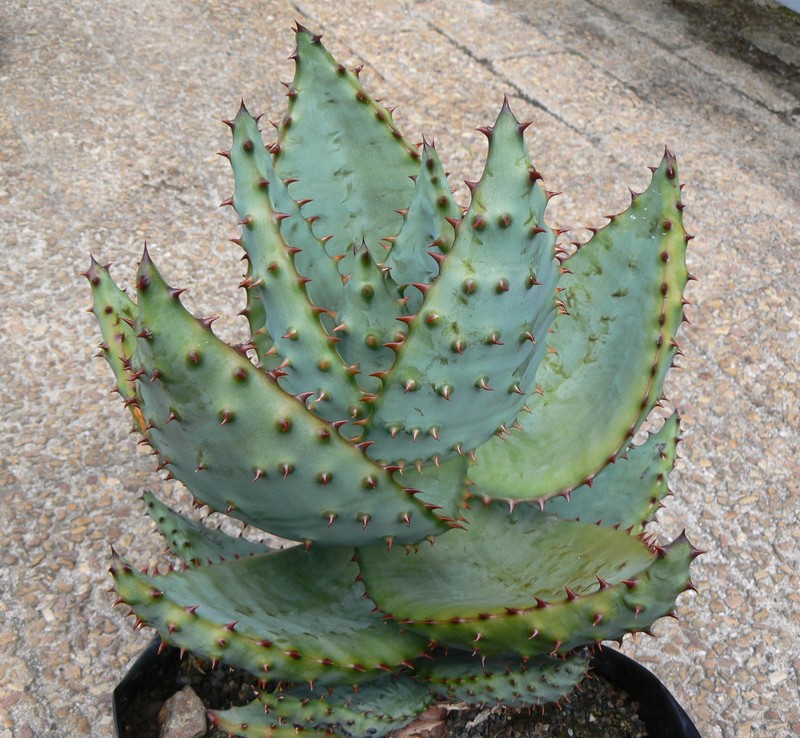 Aloe marlothii photo 3