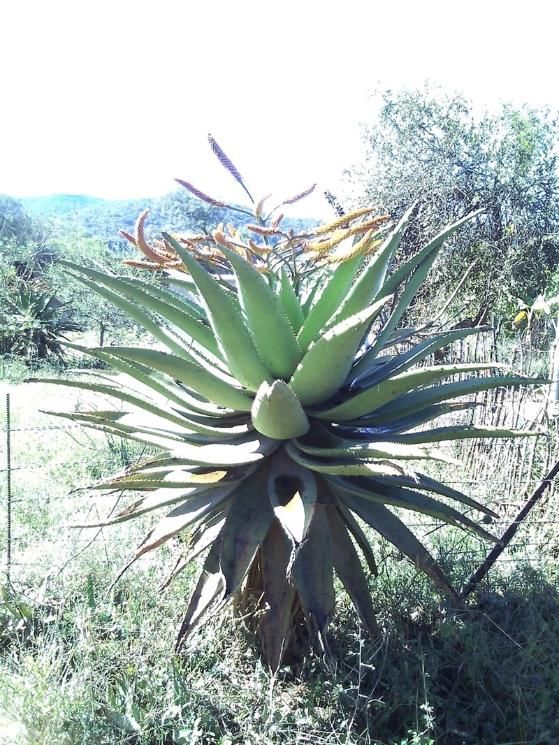 Aloe marlothii photo 4