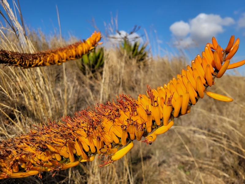 Aloe marlothii photo 5