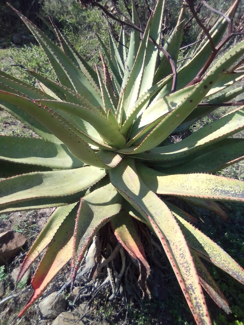 Aloe marlothii photo 6