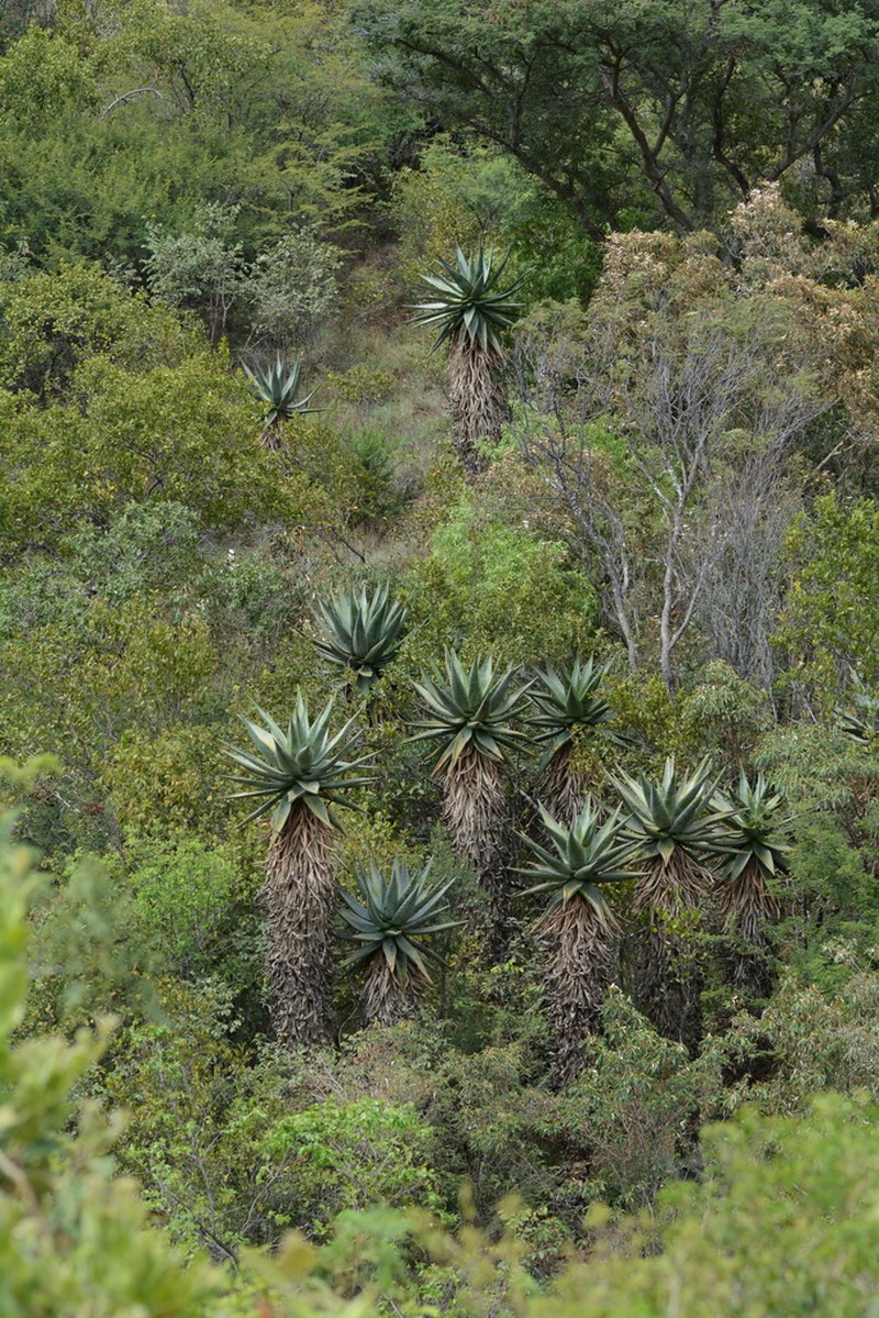 Aloe marlothii photo 7
