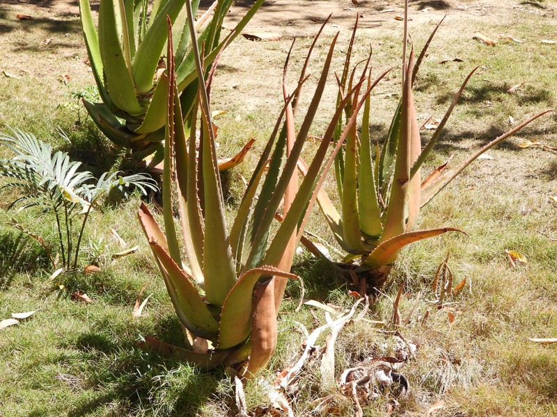 Aloe massawana photo 5