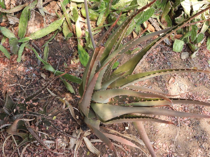 Aloe massawana photo 6
