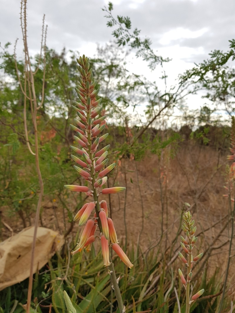 Aloe massawana photo 7
