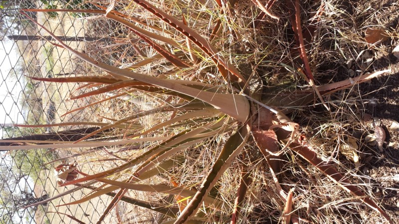 Aloe massawana photo 8