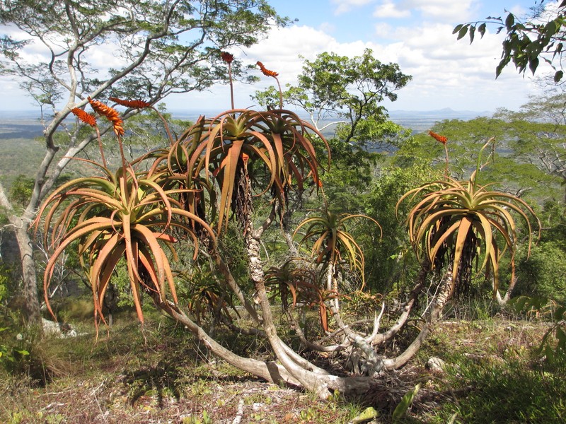 Aloe mawii