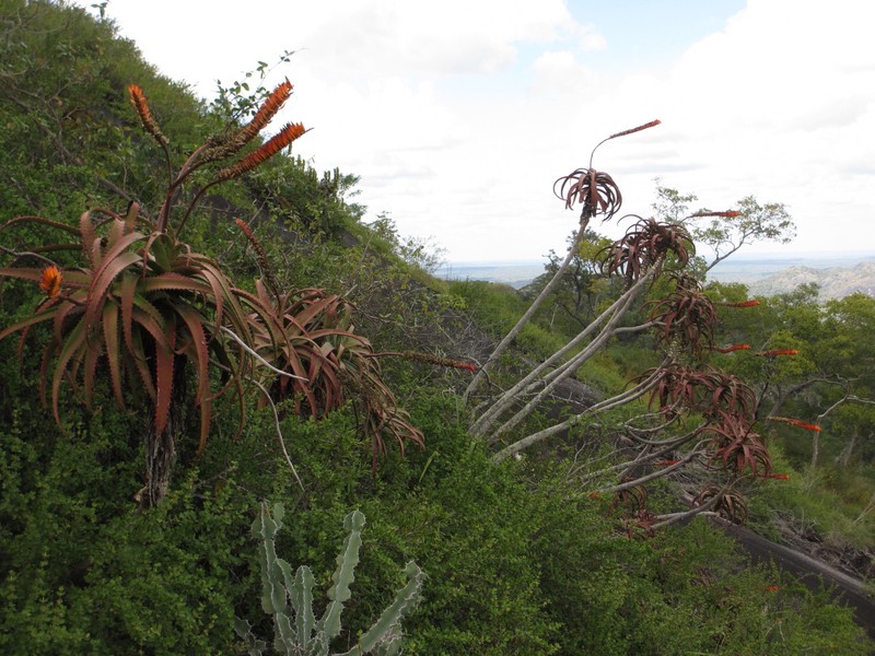 Aloe mawii photo 2