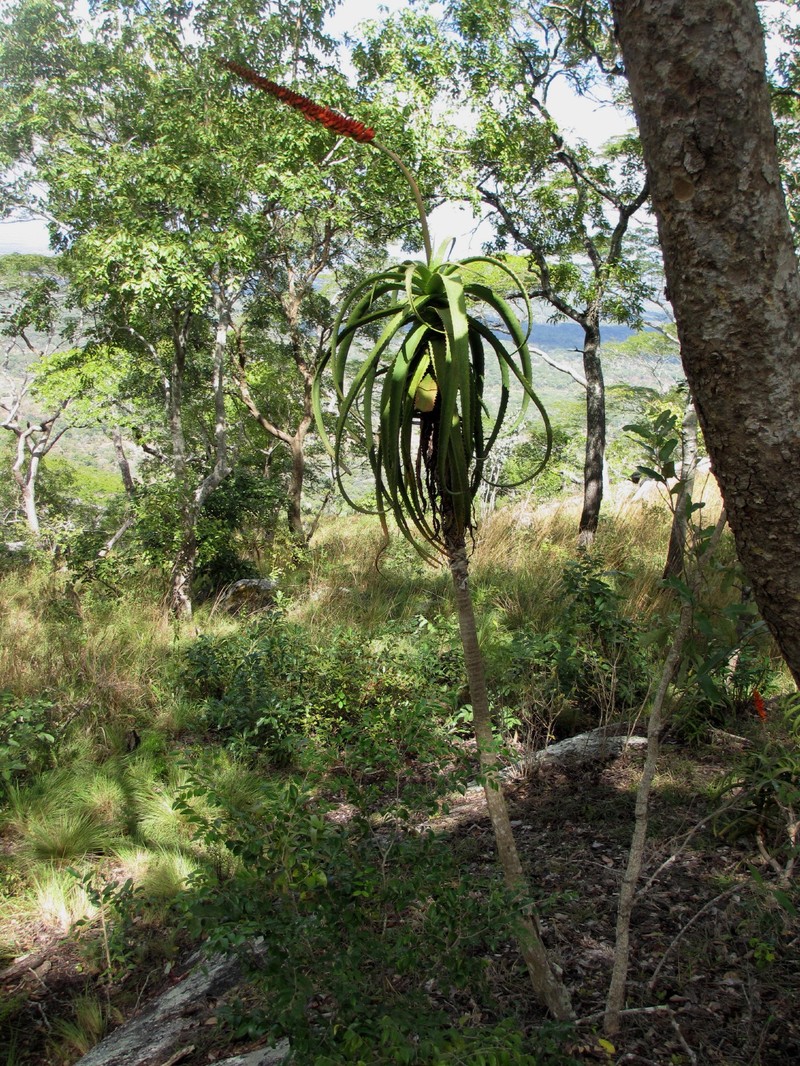 Aloe mawii photo 4