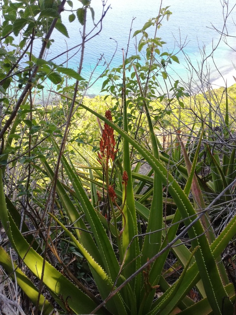 Aloe mayottensis