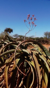 Aloe megalacantha