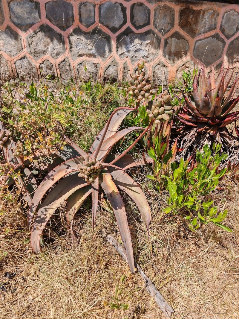 Aloe megalacantha photo 2