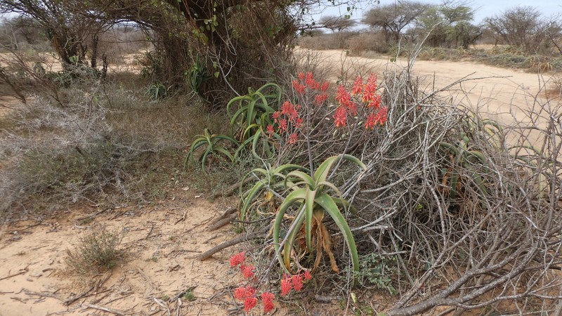 Aloe megalacantha photo 3