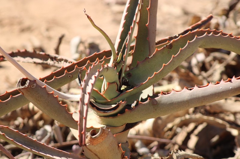 Aloe megalacantha photo 4