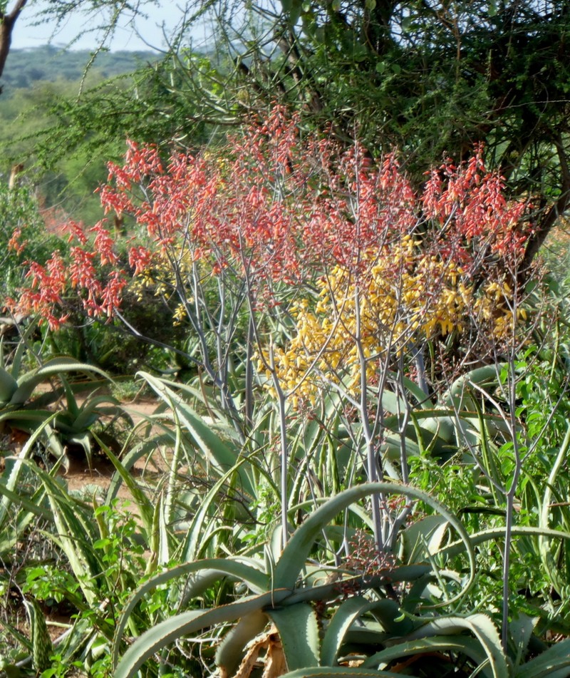 Aloe megalacantha photo 5