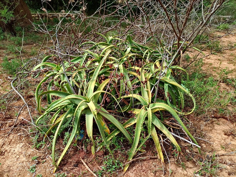 Aloe megalacantha photo 8