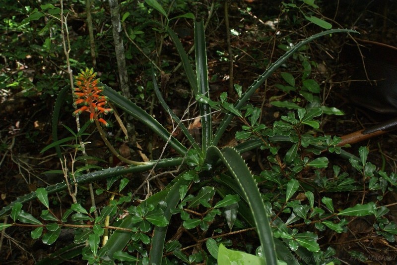 Aloe megalocarpa