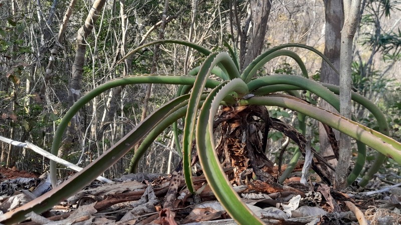 Aloe megalocarpa photo 2