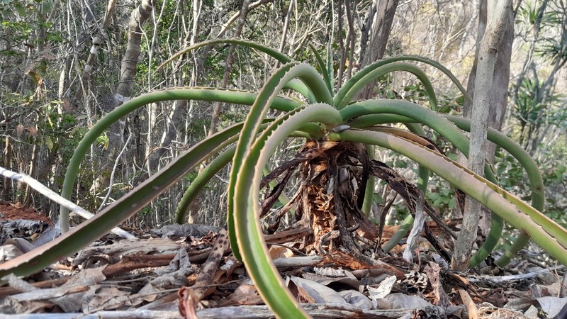 Aloe megalocarpa photo 4