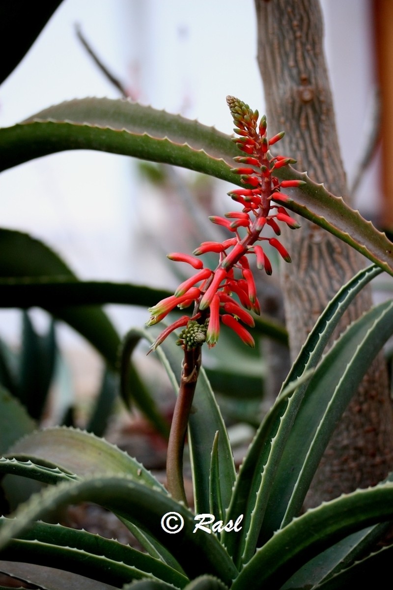 Aloe megalocarpa photo 5
