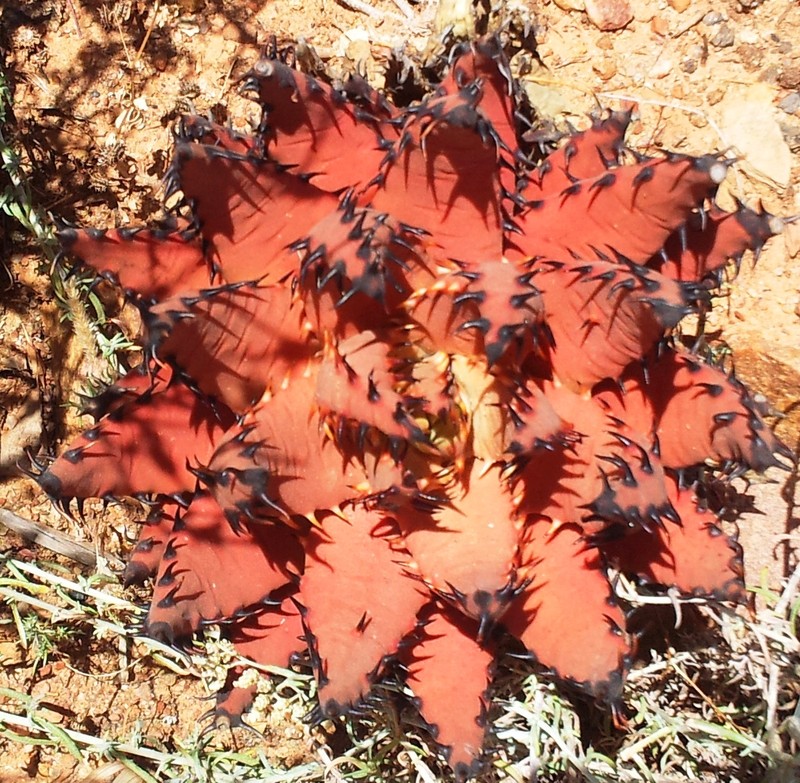 Aloe melanacantha