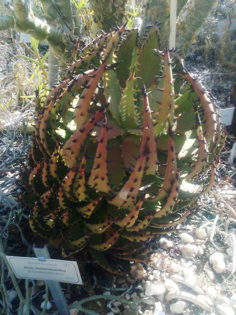 Aloe melanacantha photo 2