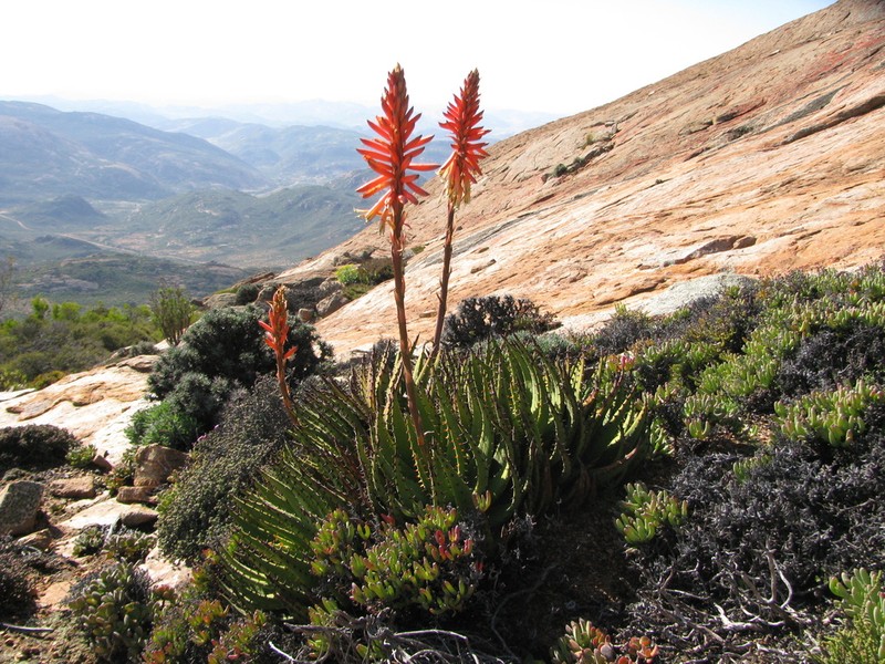Aloe melanacantha photo 4