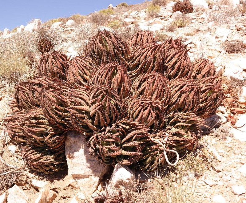Aloe melanacantha photo 5