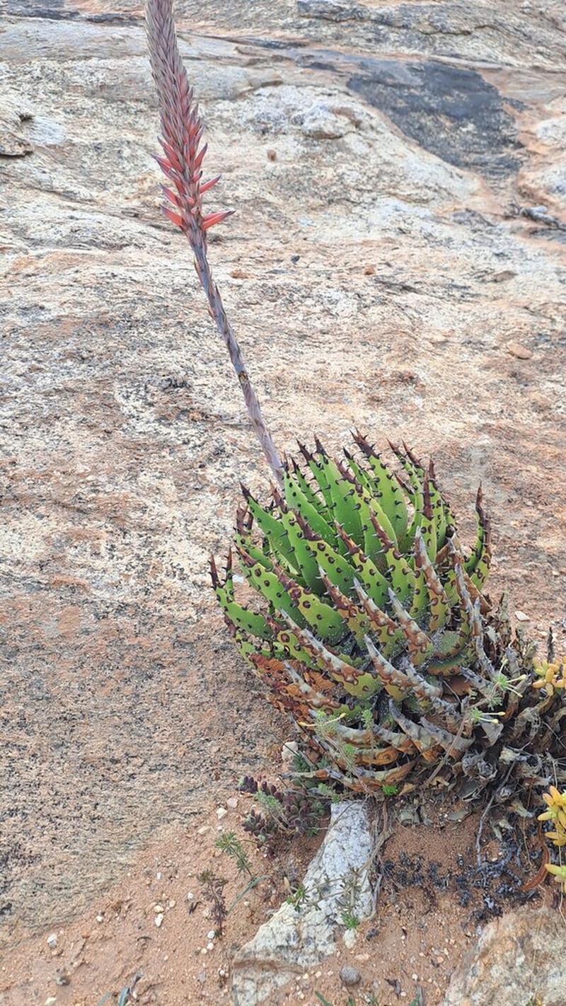 Aloe melanacantha photo 6