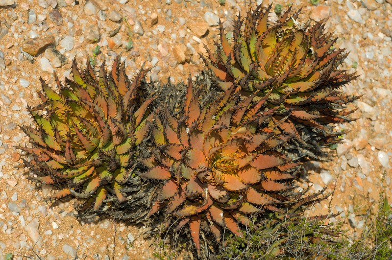 Aloe melanacantha photo 7