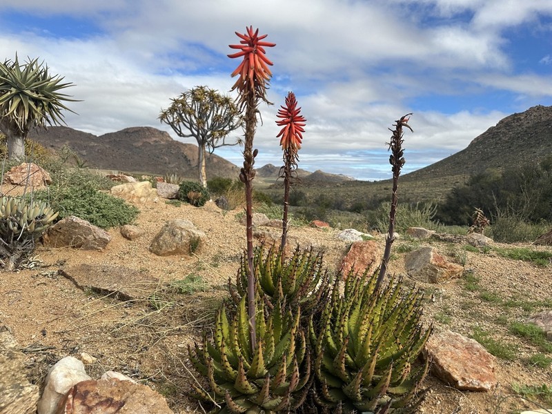 Aloe melanacantha photo 8