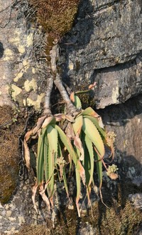Aloe mendesii