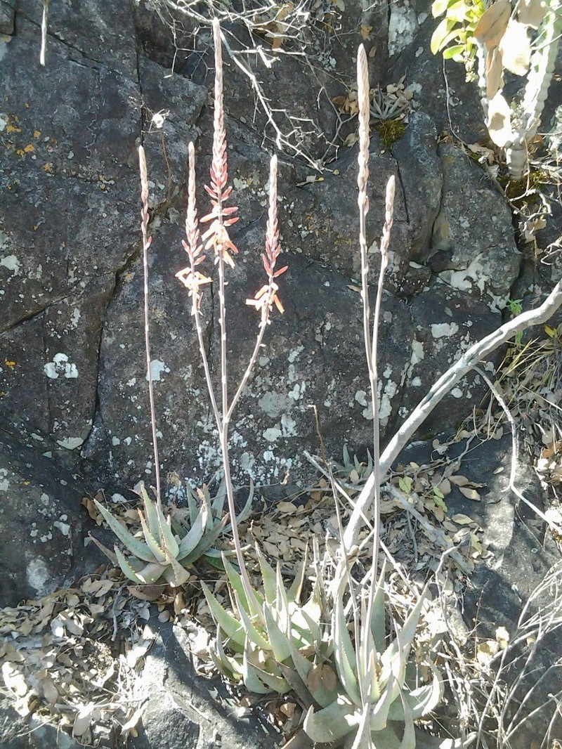 Aloe metallica photo 2