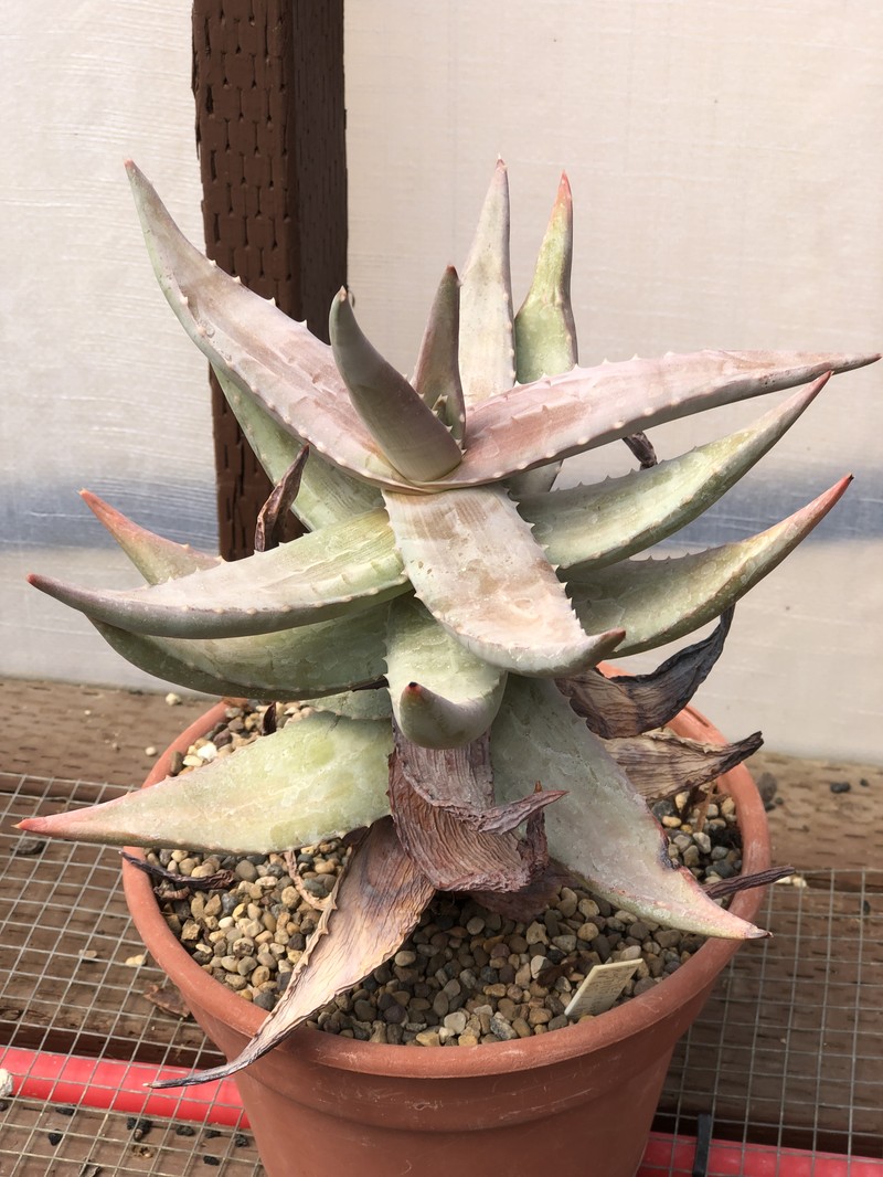 Aloe meyeri