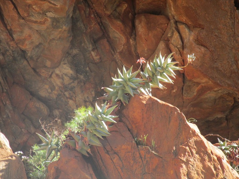 Aloe meyeri photo 3