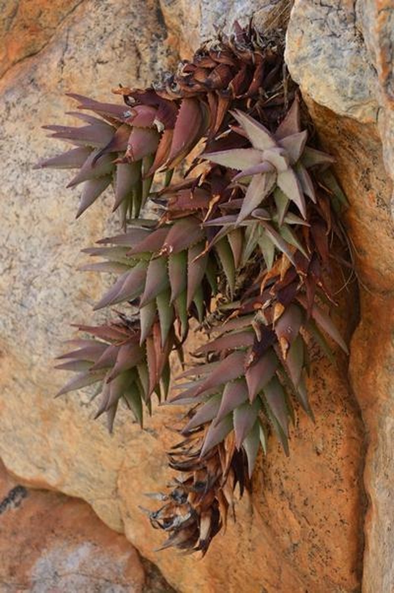 Aloe meyeri photo 4