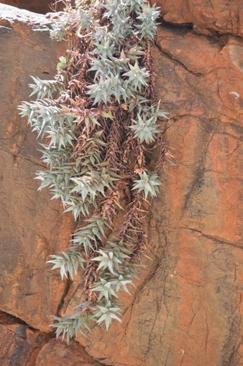 Aloe meyeri photo 6