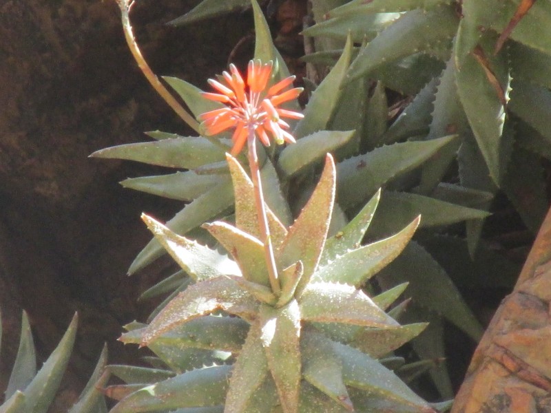 Aloe meyeri photo 8