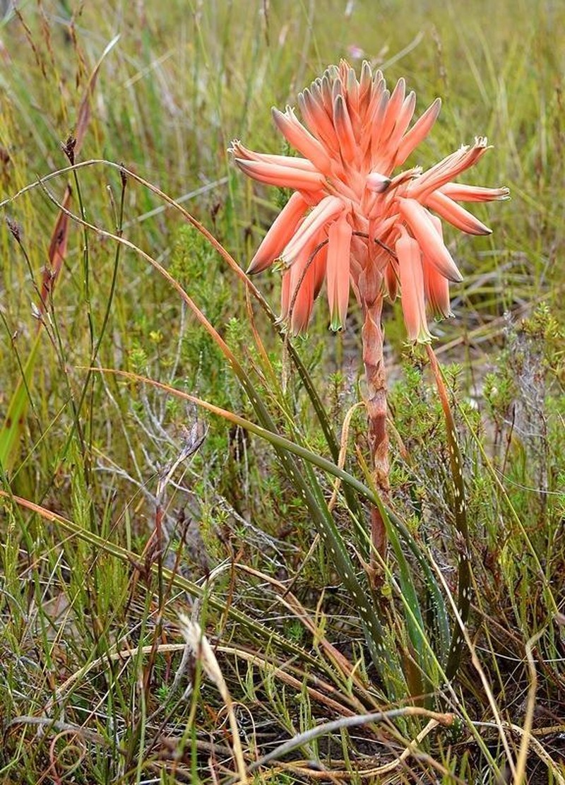 Aloe micracantha photo 2